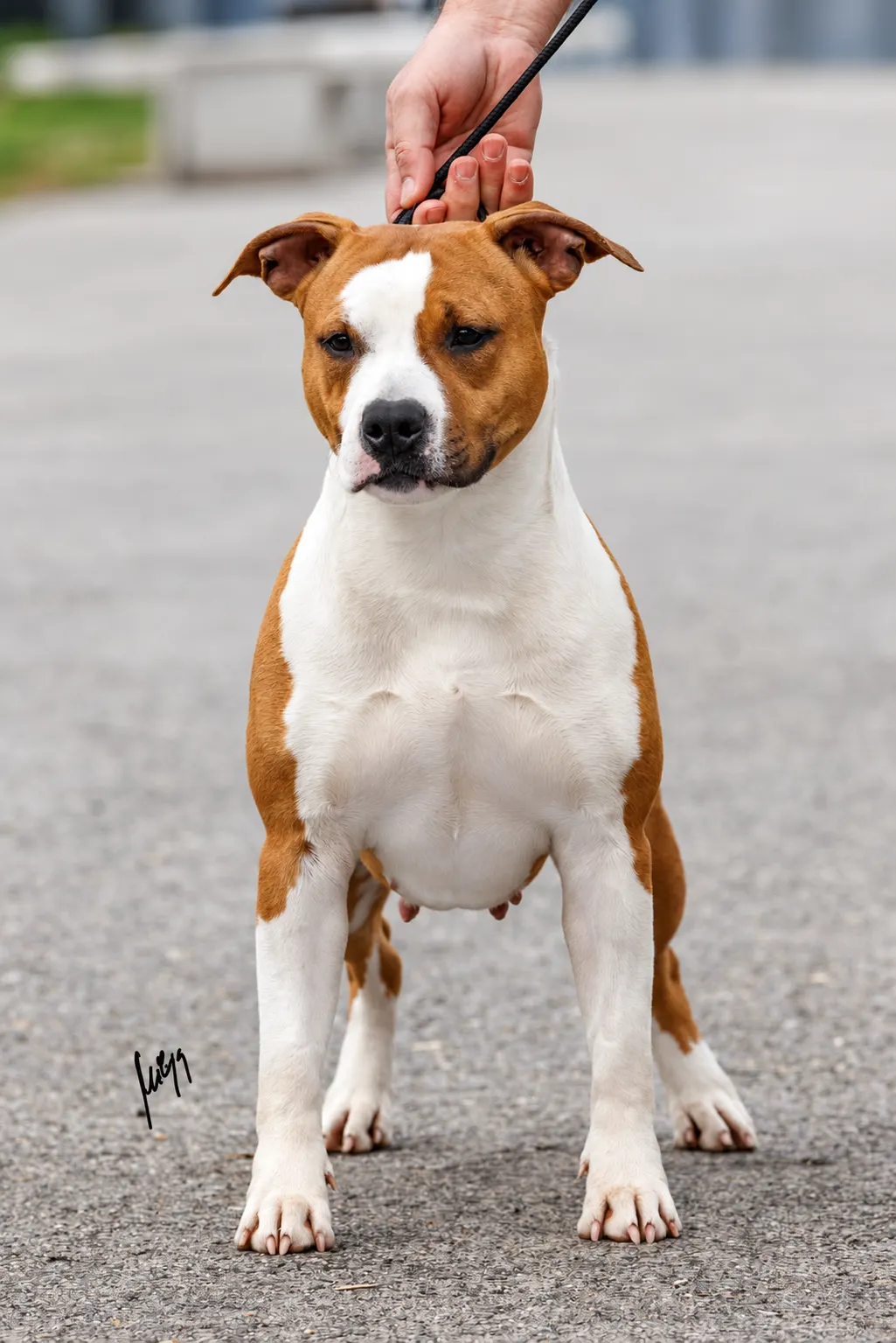 Un American Staffordshire Terrier fauve et blanc debout, tenu en laisse