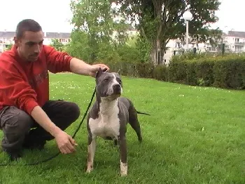 Aurélien avec un American Staffordshire Terrier bleu dans le jardin