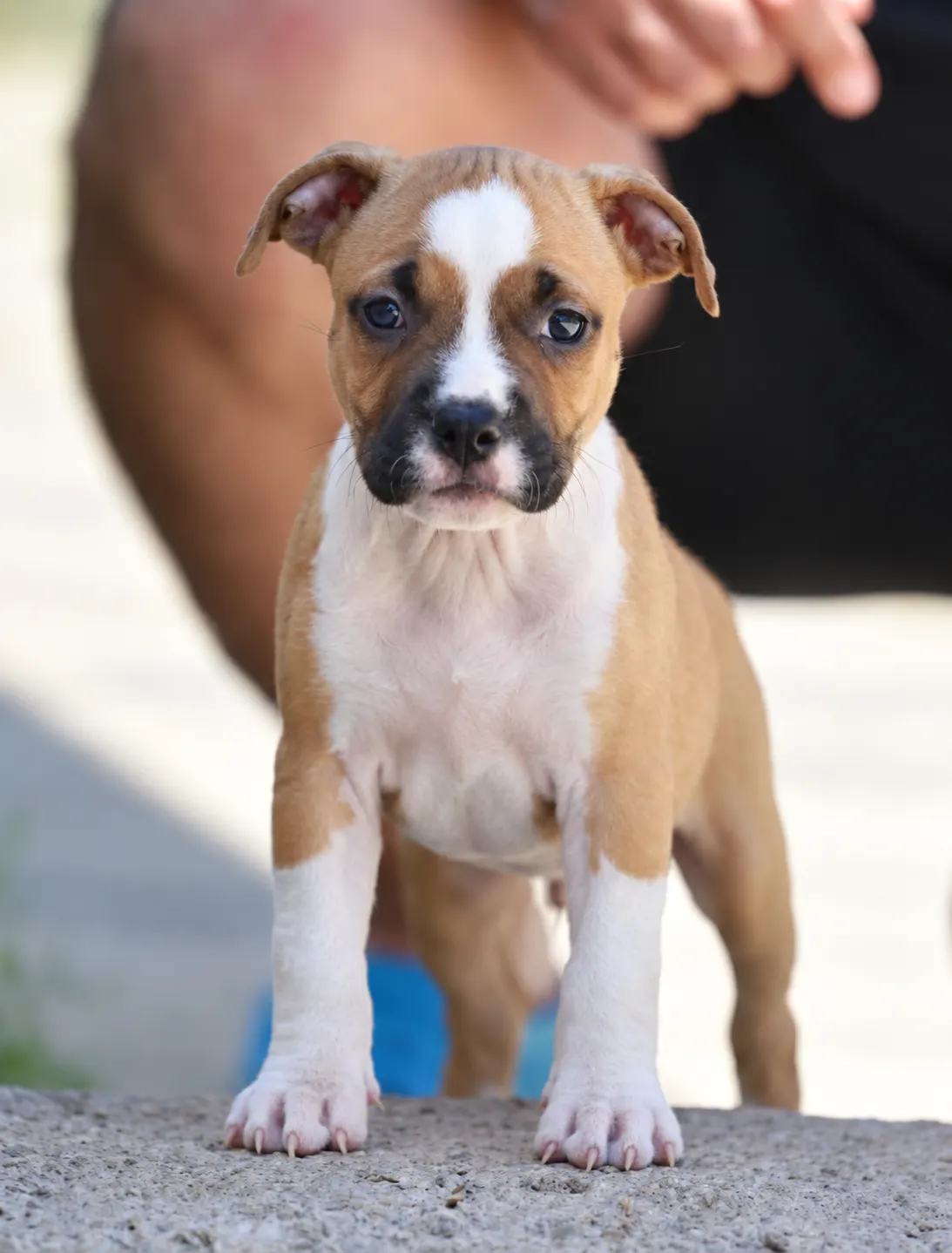 Un chiot American Staffordshire Terrier fauve et blanc debout sur un muret