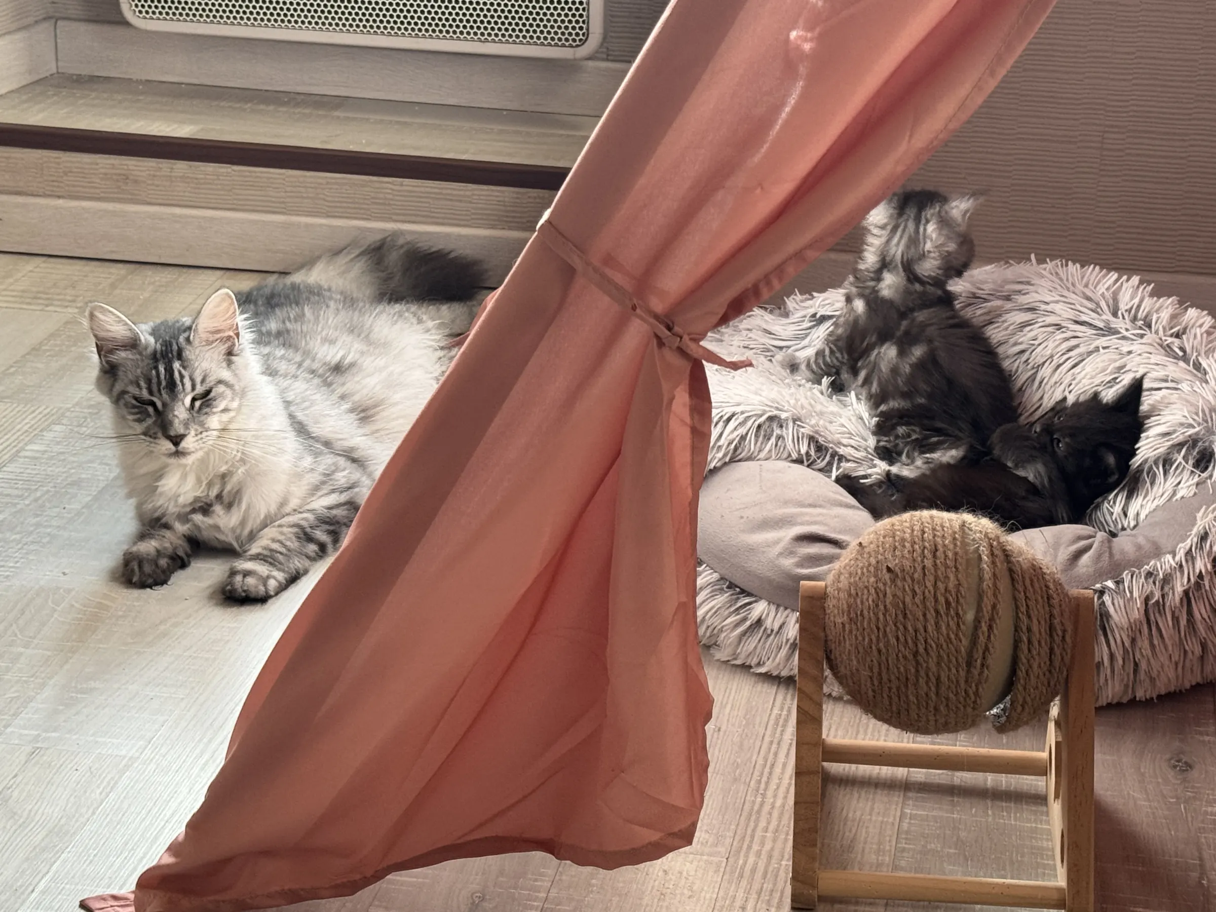 Maine Coon et chatons au repos dans la maison