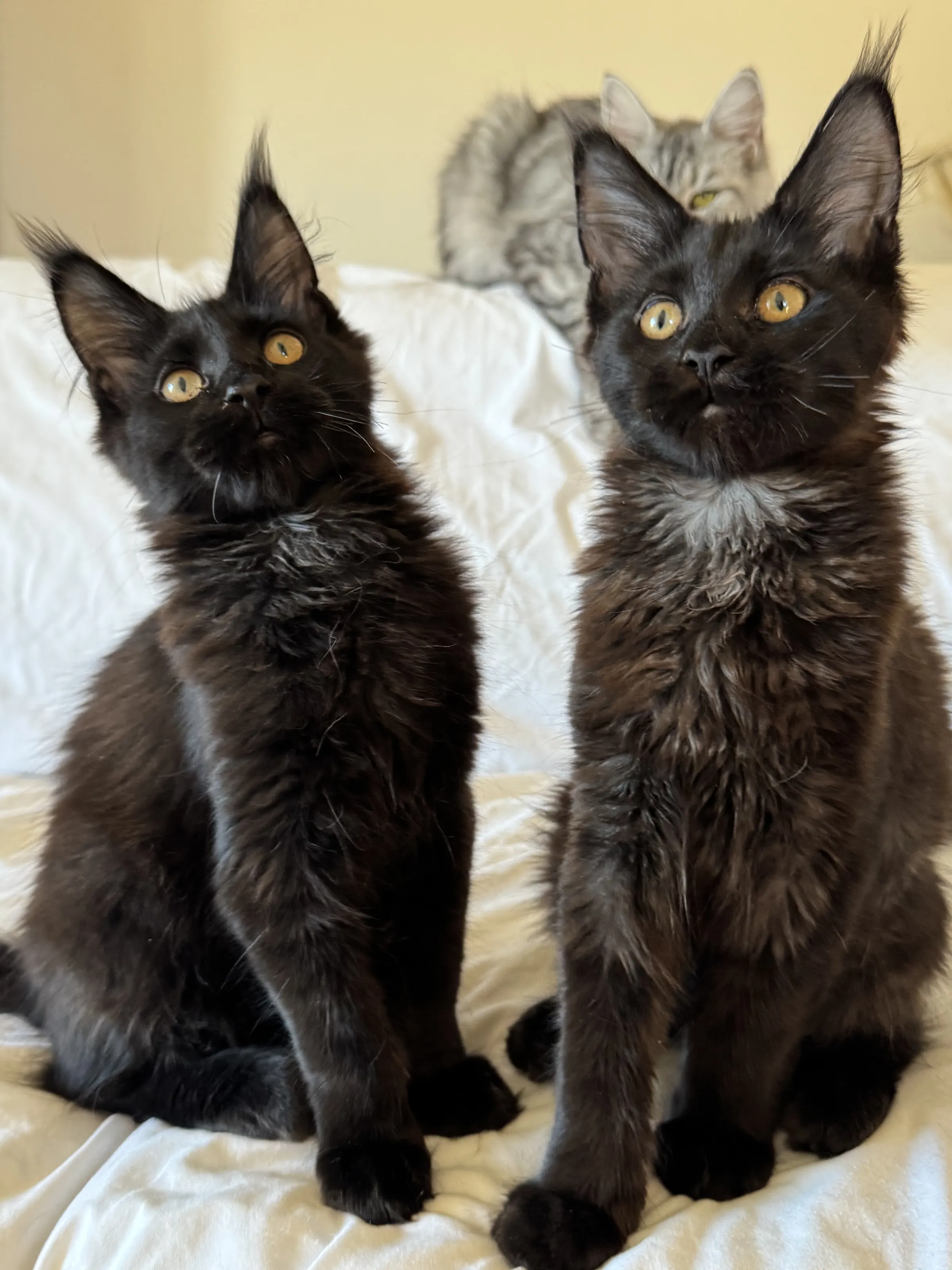 Deux chatons Maine Coon noirs assis côte à côte