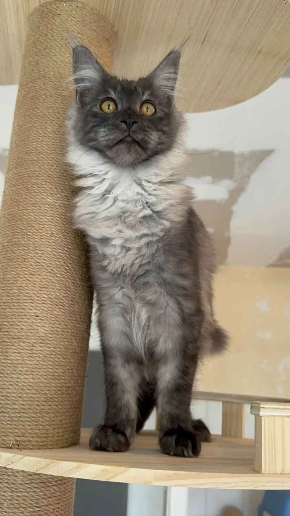 Maine Coon sur un arbre à chat