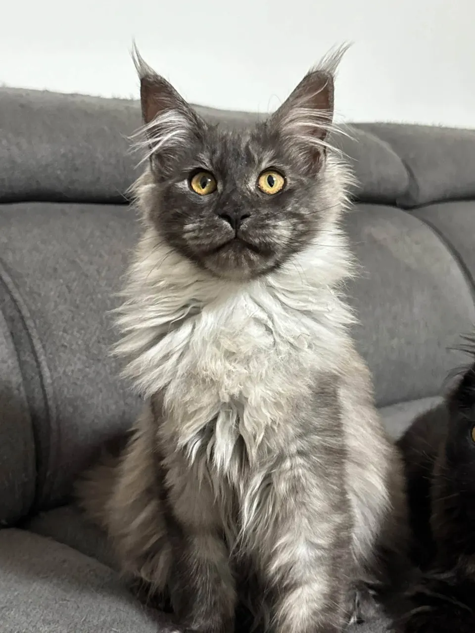 Chaton Maine Coon assis sur le canapé