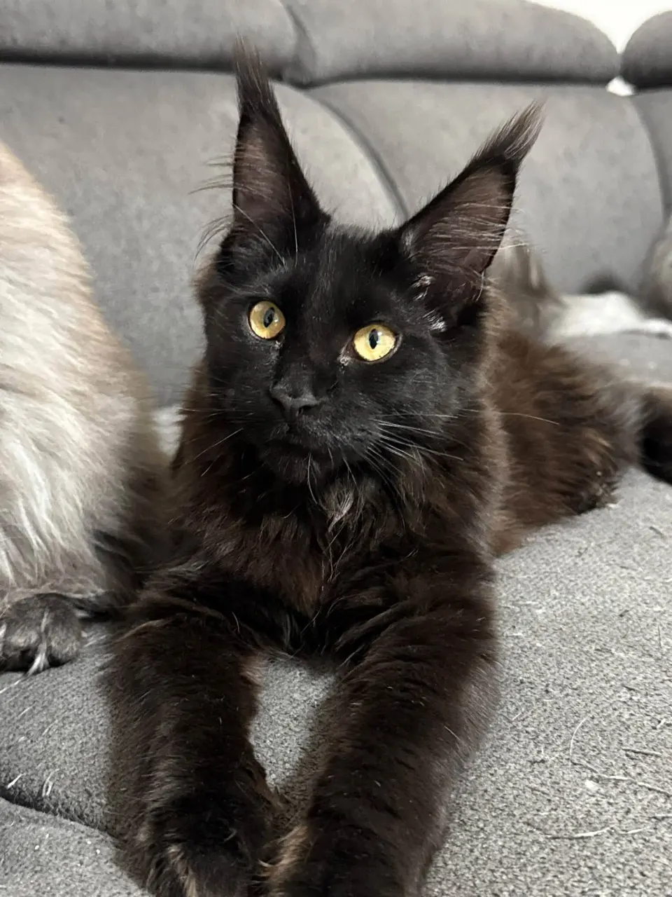 Chaton Maine Coon noir allongé sur le canapé