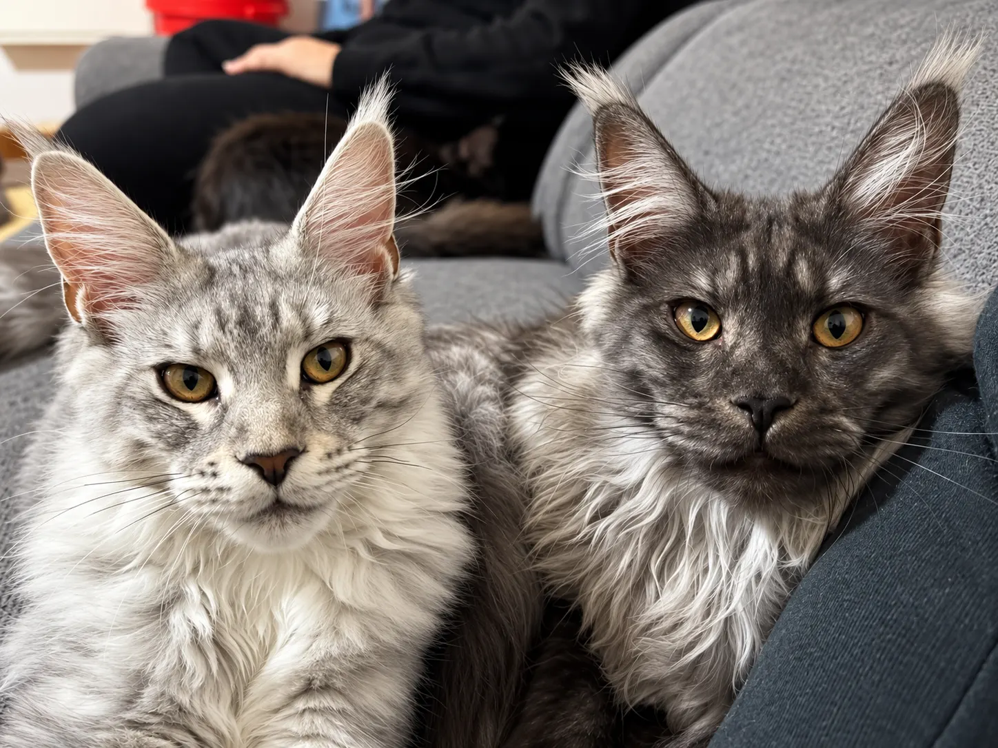 Deux Maine Coon argentés sur le canapé de la maison