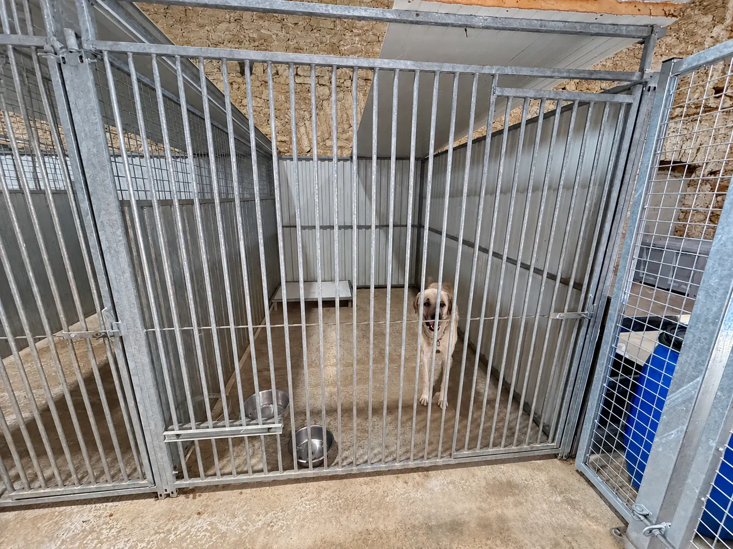 Un chien dans un box de la pension canine, avec sa plateforme et ses gamelles