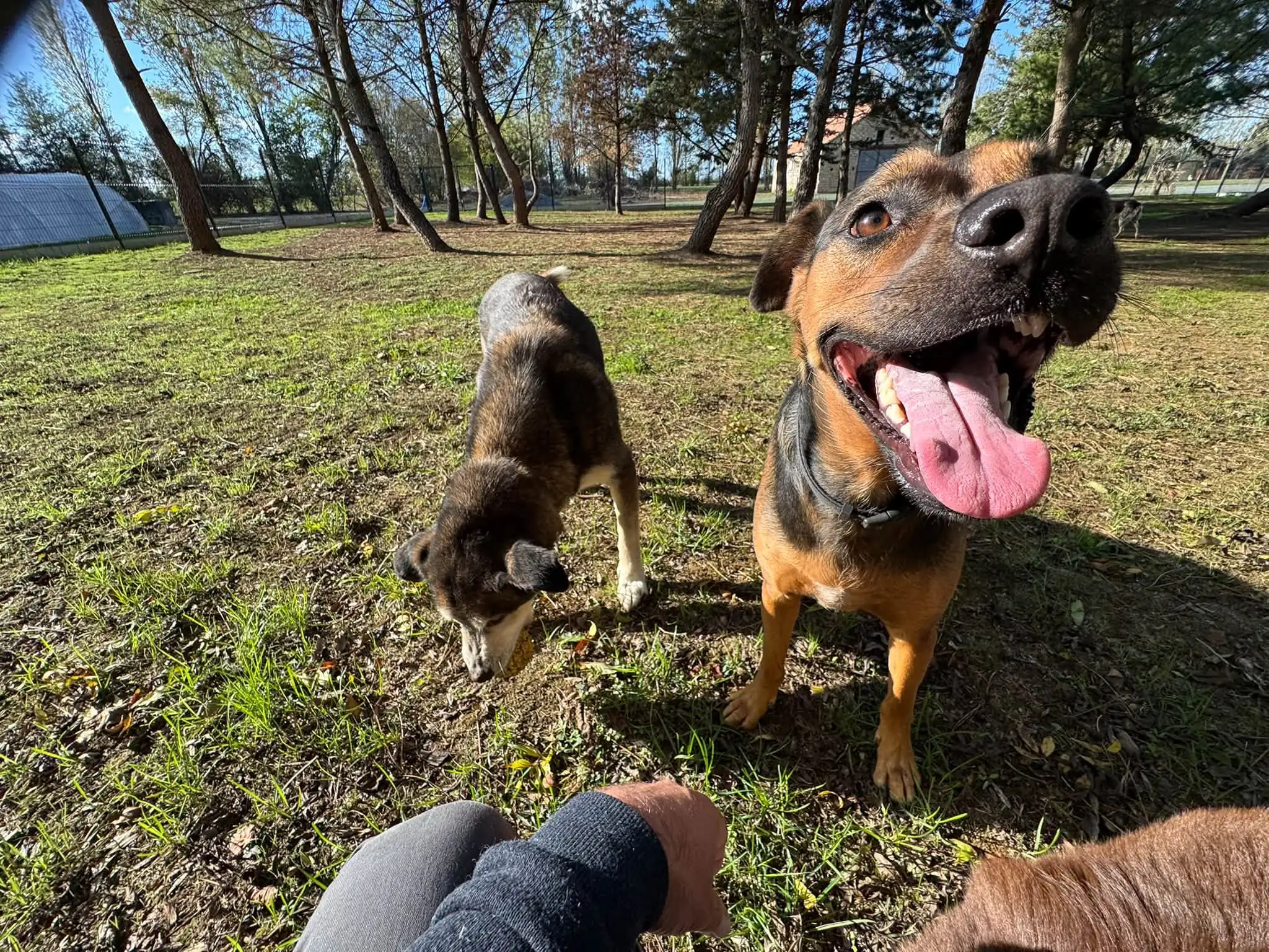 Un chien dans le jardin de la pension, la langue sortie