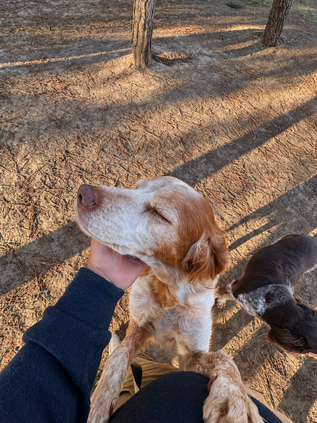 Un chien blanc et roux ferme les yeux pendant une caresse dans le jardin de la pension