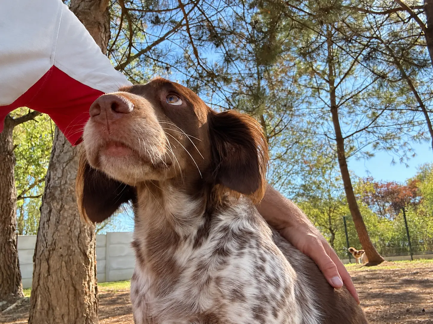 Un chien brun et blanc auprès d’Aurélien dans le jardin de la pension