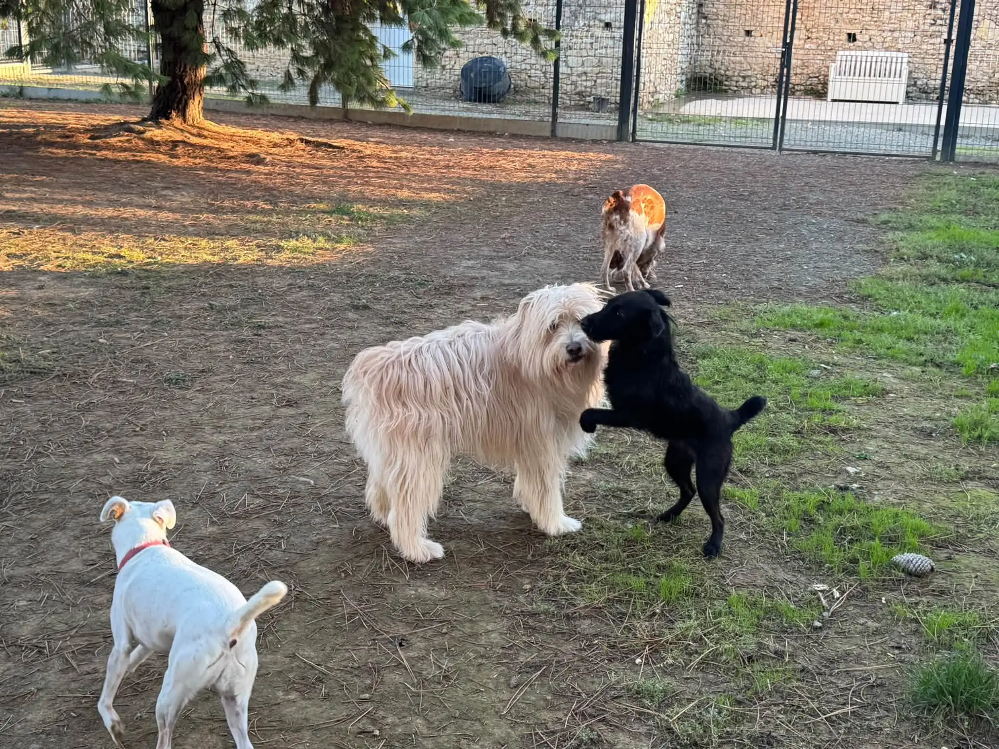 Plusieurs chiens dans le jardin clôturé de la pension