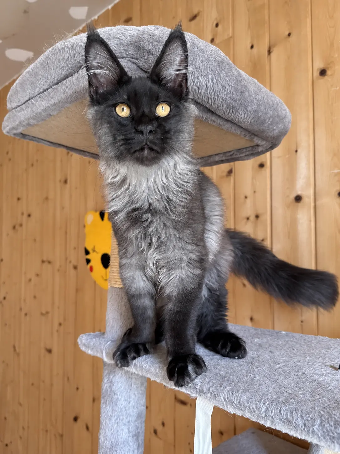 Un chat sur un arbre à chat devant le mur en bois de la pension féline