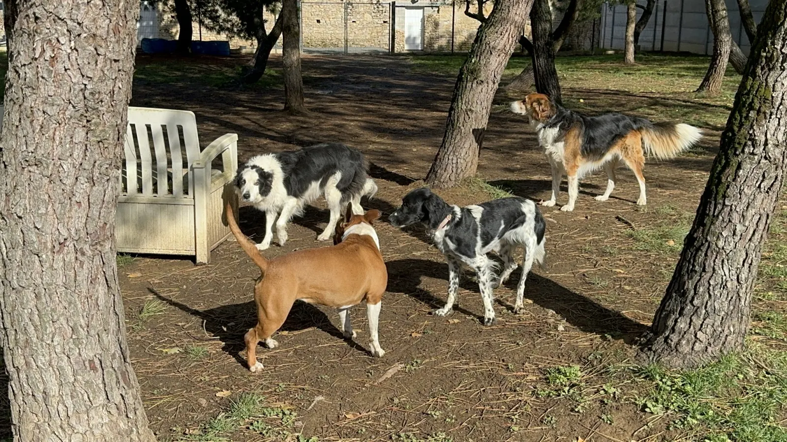 Chiens en liberté sous les arbres du parc
