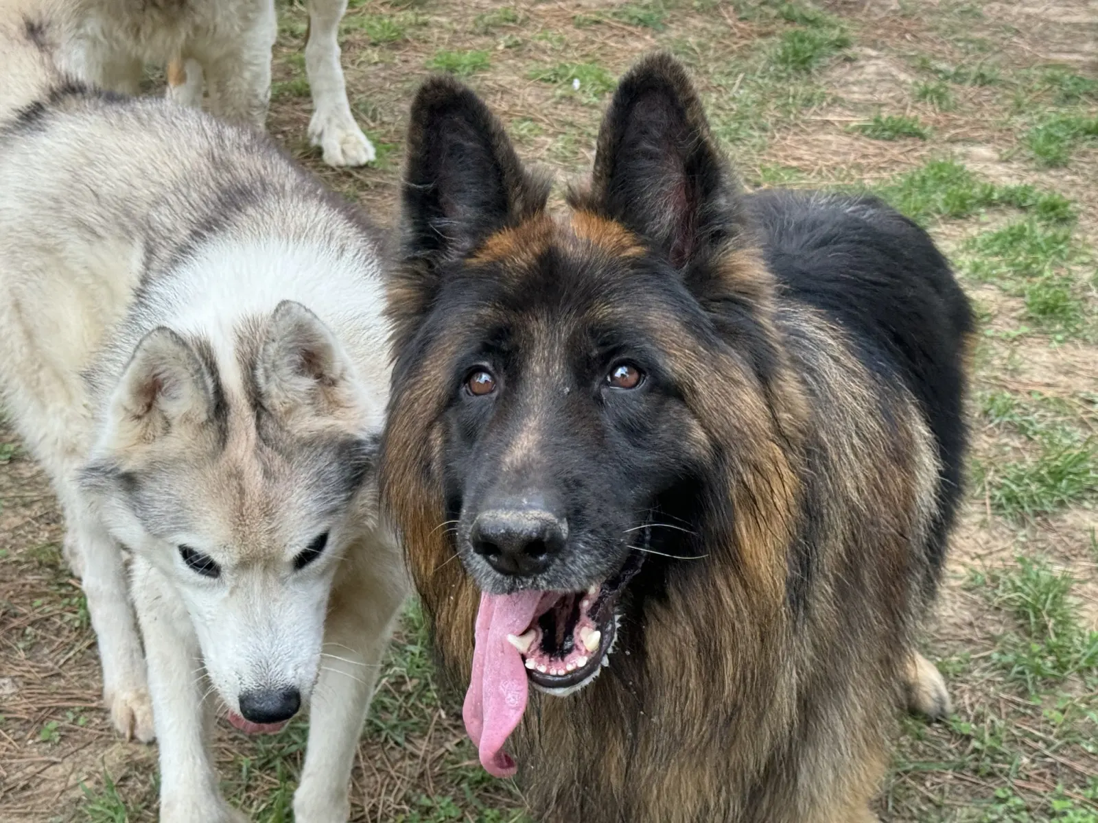 Chiens en pension dans le jardin
