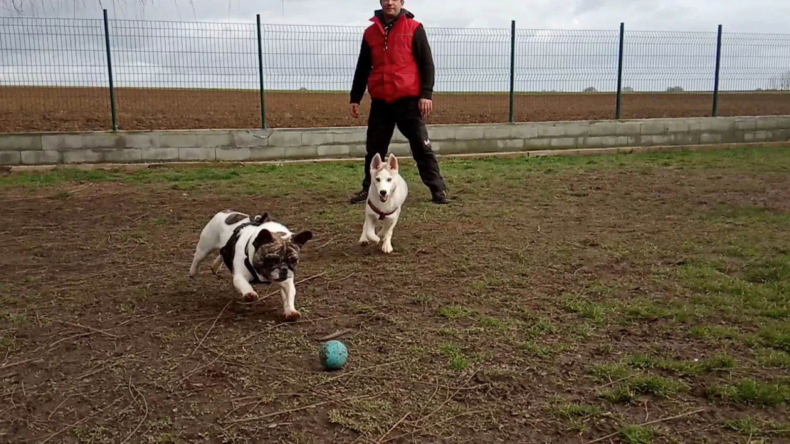 Chiens en liberté dans le parc clôturé de la pension