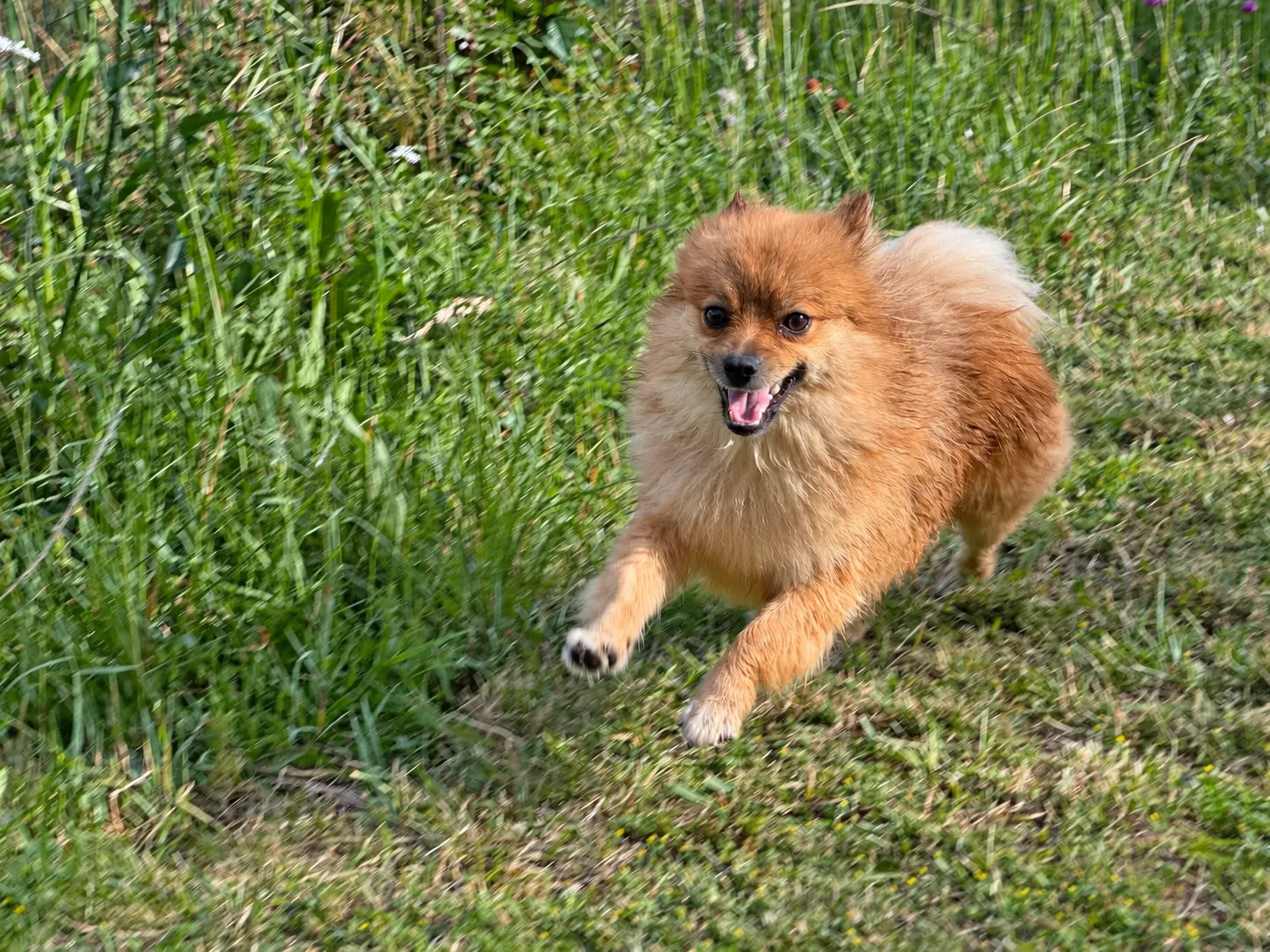 Un Spitz allemand fauve court dans le jardin
